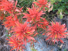 Castilleja covilleana