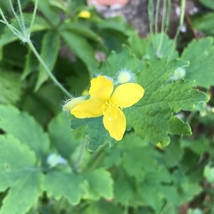 Chelidonium majus