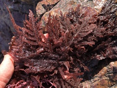 Neoptilota densa