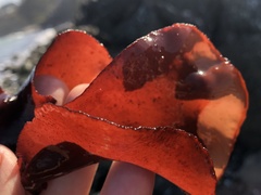 Constantinea simplex