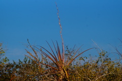 Tillandsia huamelulaensis