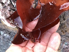 Constantinea simplex