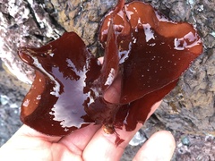 Constantinea simplex