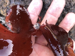 Constantinea simplex