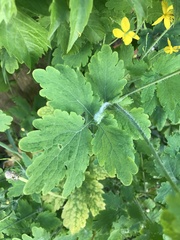 Chelidonium majus