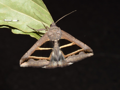 Grammodes bifasciata