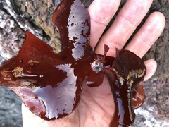 Constantinea simplex