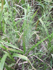 Equisetum fluviatile