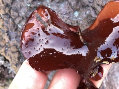 Constantinea simplex