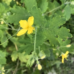 Chelidonium majus