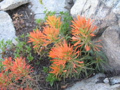 Castilleja covilleana