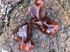 Constantinea simplex