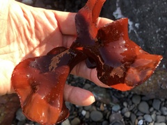 Constantinea simplex