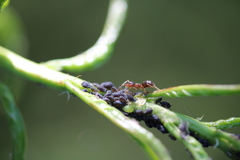 Prenolepis imparis