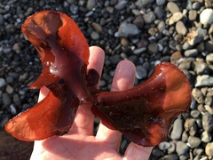 Constantinea simplex