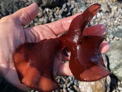 Constantinea simplex