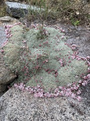 Eriogonum wrightii olanchense