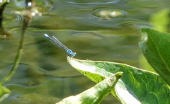 Enallagma divagans