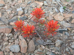 Castilleja covilleana