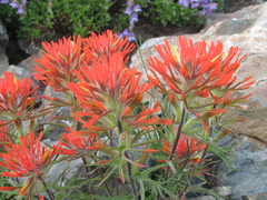 Castilleja covilleana
