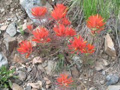 Castilleja covilleana