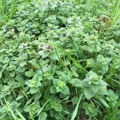 Lamium purpureum purpureum