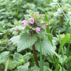 Lamium purpureum purpureum
