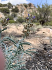 Lupinus padre-crowleyi