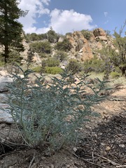 Lupinus padre-crowleyi