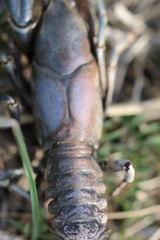 Procambarus steigmani