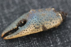 Procambarus steigmani