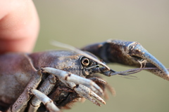 Procambarus steigmani