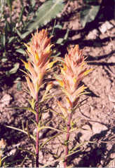 Castilleja flava