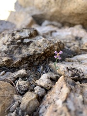 Streptanthus gracilis