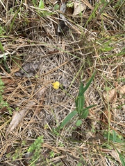 Crotalaria purshii