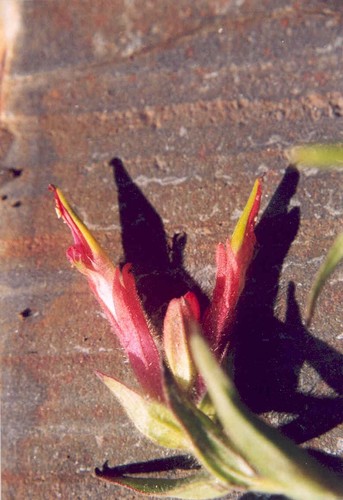 fraternal Indian paintbrush (Castilleja fraterna)