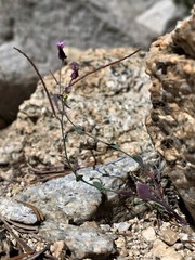 Streptanthus gracilis