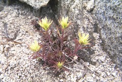 Castilleja glandulifera