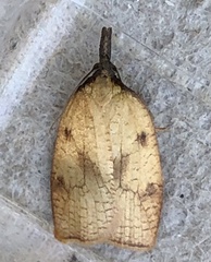 Sparganothis xanthoides