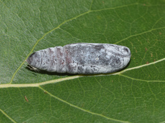 Grammodes bifasciata