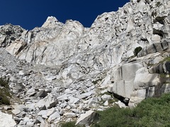 Streptanthus gracilis