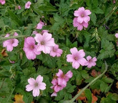 Geranium × oxonianum