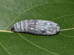 Grammodes bifasciata