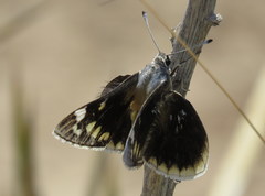 Megathymus streckeri