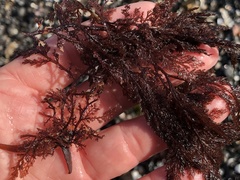 Microcladia coulteri