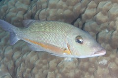 Lethrinus obsoletus