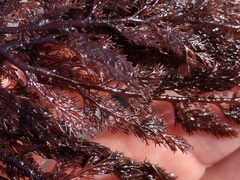 Microcladia coulteri