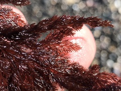 Microcladia coulteri