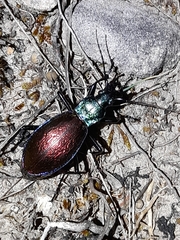 Carabus hispanus