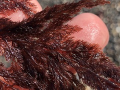 Microcladia coulteri